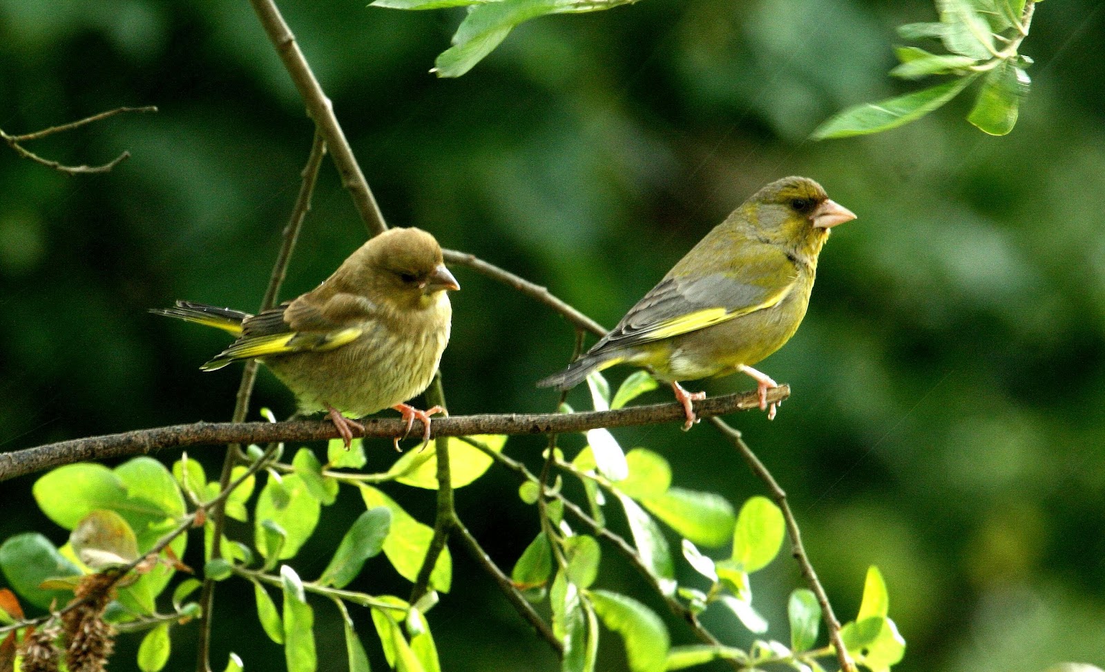 Image result for greenfinches